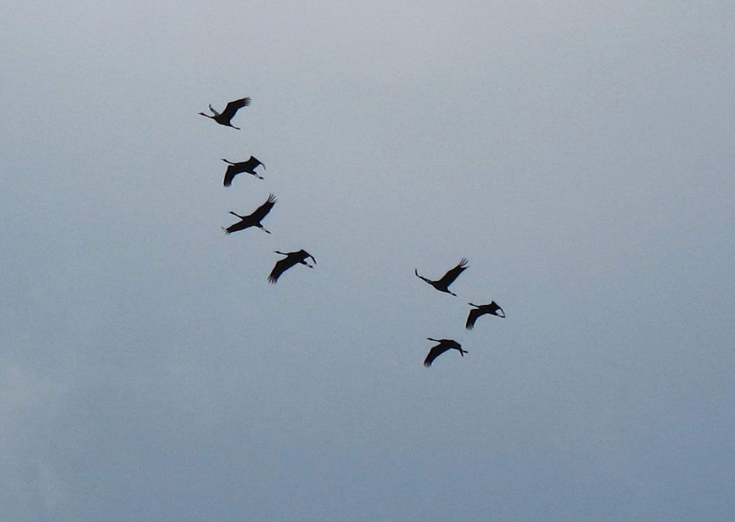 Grandi uccelli in volo: Gru.